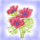 pink-poppies pink-poppies