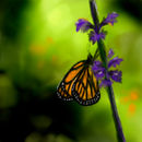 butterfly butterfly