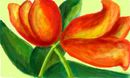 tulips-for-c