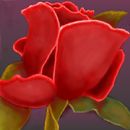 friendship-rose