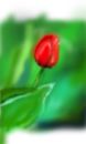 tulip