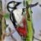 bird by daian