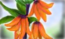 fritilaria