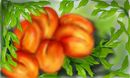 some-apricots