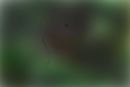 hidden-cyclops