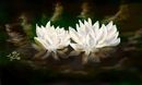 lillies