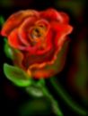 a-rose-for-you-romania