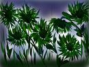 flowers-by-night