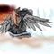 storm-fire-eater by wolverain
