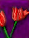 two-tulips