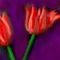 two-tulips by maroon5rox