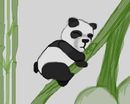 panda-bear