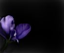 passion-flower