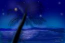 palm-tree