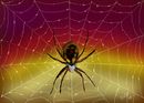 spider