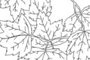 fall-leaves