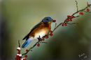 male-eastern-bluebird