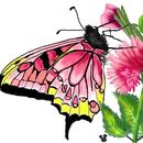 long-lost-butterfly