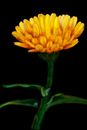 yellow-flower yellow-flower