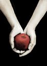 twilight-book-cover
