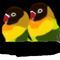 lovebirds by kirran123