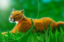 puma