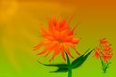 colorful-flower