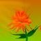 colorful-flower by flower