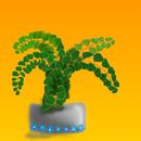 maidenhair