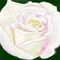 rose by roxy