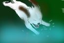 dive-in-akamaru