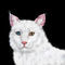 the-van-cat by hakan