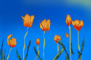 flowers-searching-for-