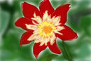 red-flower