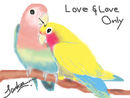 lovebirds lovebirds