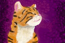 tabby-cat