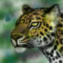 leopar