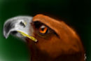 aguila-eaggle