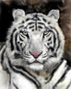 white-tiger