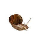 snail
