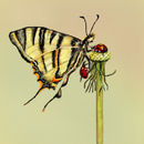 lady-bird-and-butterfl
