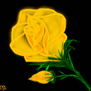 rose