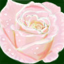 pink-rose