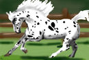 king-spotty