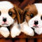 cute-dogs by VampireGirlMady