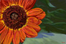 orange-flower