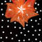 flower-carpet by vino3sarika