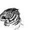 tiger-schetch-black-an by cinx