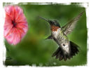 colibri