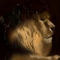 lion by Belinda